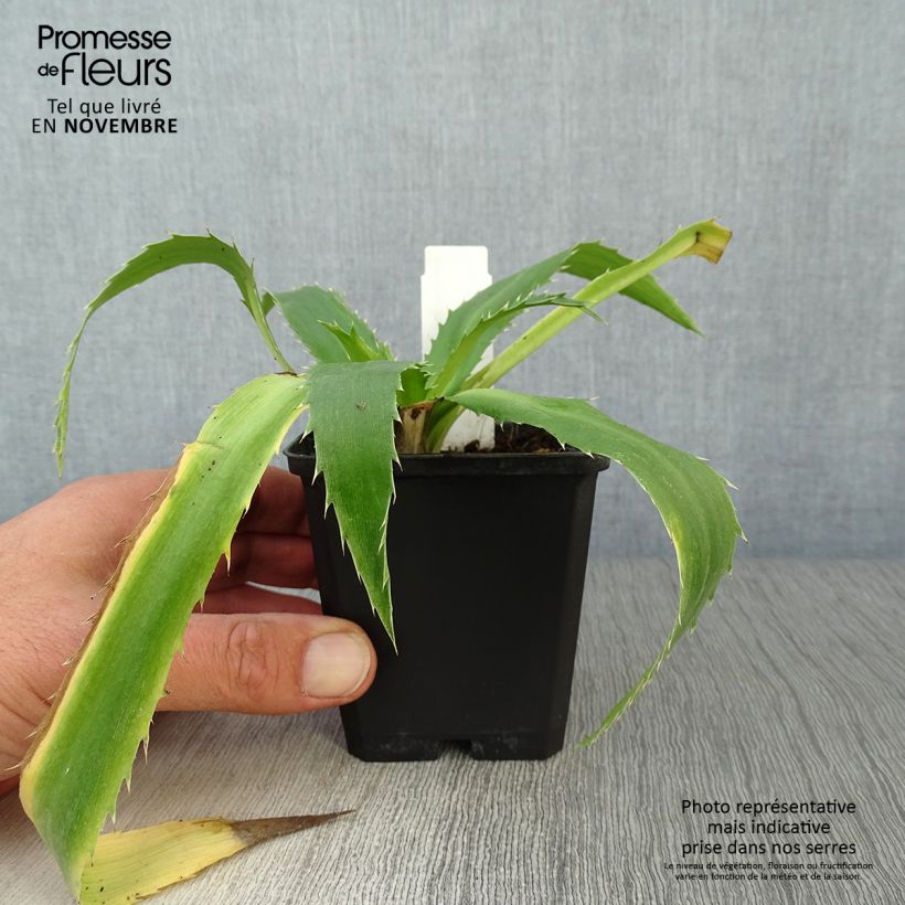 Esemplare di Eryngium agavifolium Vasetto da 8/9 cm come consegnato in autunno