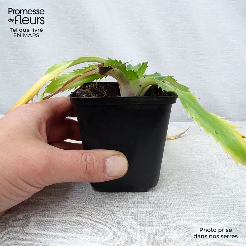 Eryngium agavifolium Vasetto da 8/9 cm esemplare consegnato in primavera