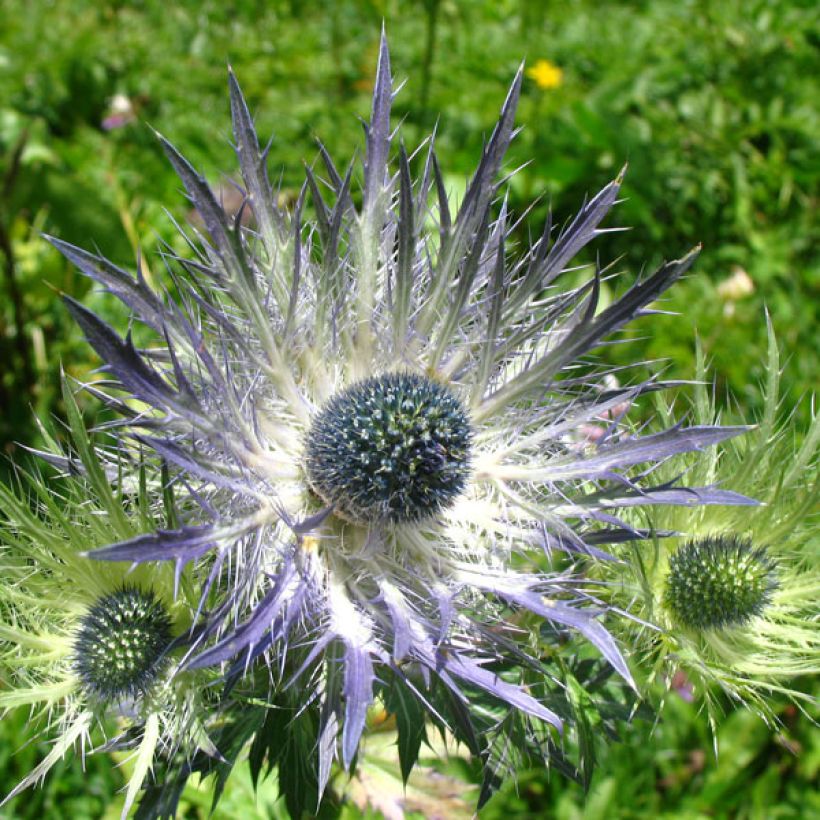 Eryngium alpinum Blue Star - (Fioritura)