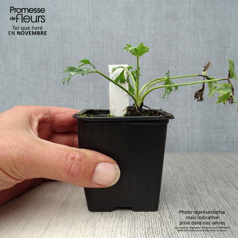 Esemplare di Eryngium bourgatii Vasetto da 8/9 cm come consegnato in autunno