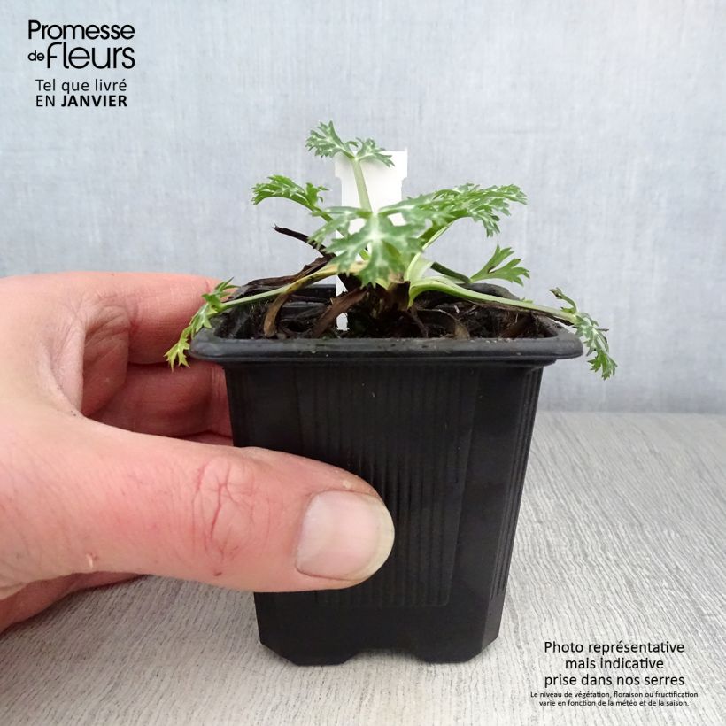 Eryngium bourgatii Vasetto da 8/9 cm esemplare consegnato in inverno