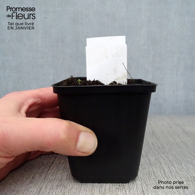 Eryngium giganteum Vasetto da 8/9 cm esemplare consegnato in inverno