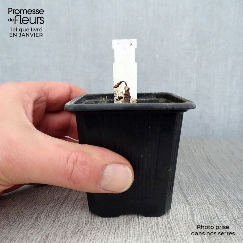 Eryngium maritimum - Calcatreppola marittima Vasetto da 8/9 cm esemplare consegnato in inverno