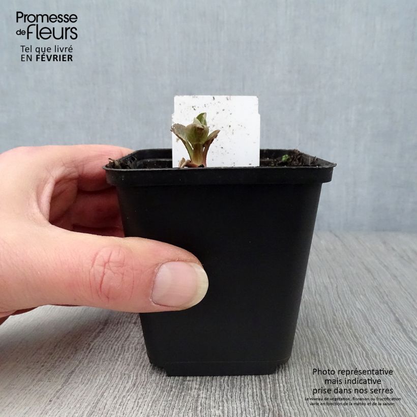 Eryngium planum Blauer Zwerg Vasetto da 8/9 cm esemplare consegnato in inverno