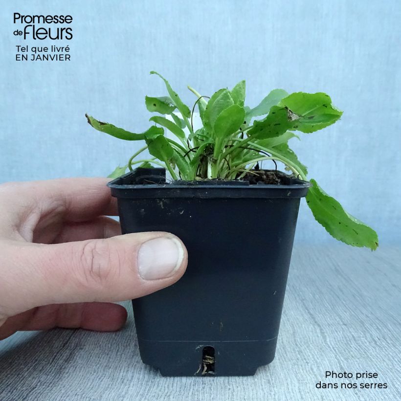 Eryngium planum Blue Hobbit Vasetto da 8/9 cm esemplare consegnato in inverno