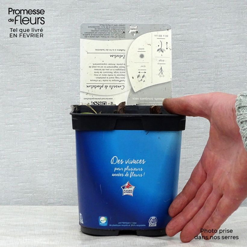 Eryngium planum Blue Hobbit Vaso da 2L/3L esemplare consegnato in inverno