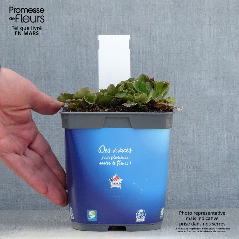 Eryngium planum Blue Hobbit Vaso da 2L/3L esemplare consegnato in primavera