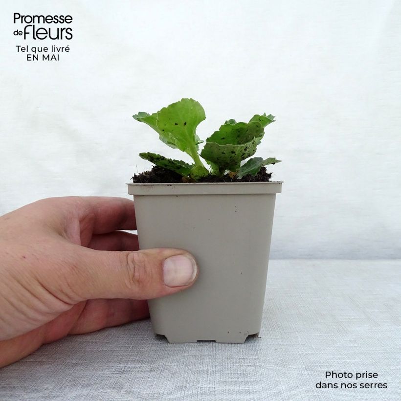 Eryngium planum Blue Hobbit Vasetto da 8/9 cm esemplare consegnato in primavera