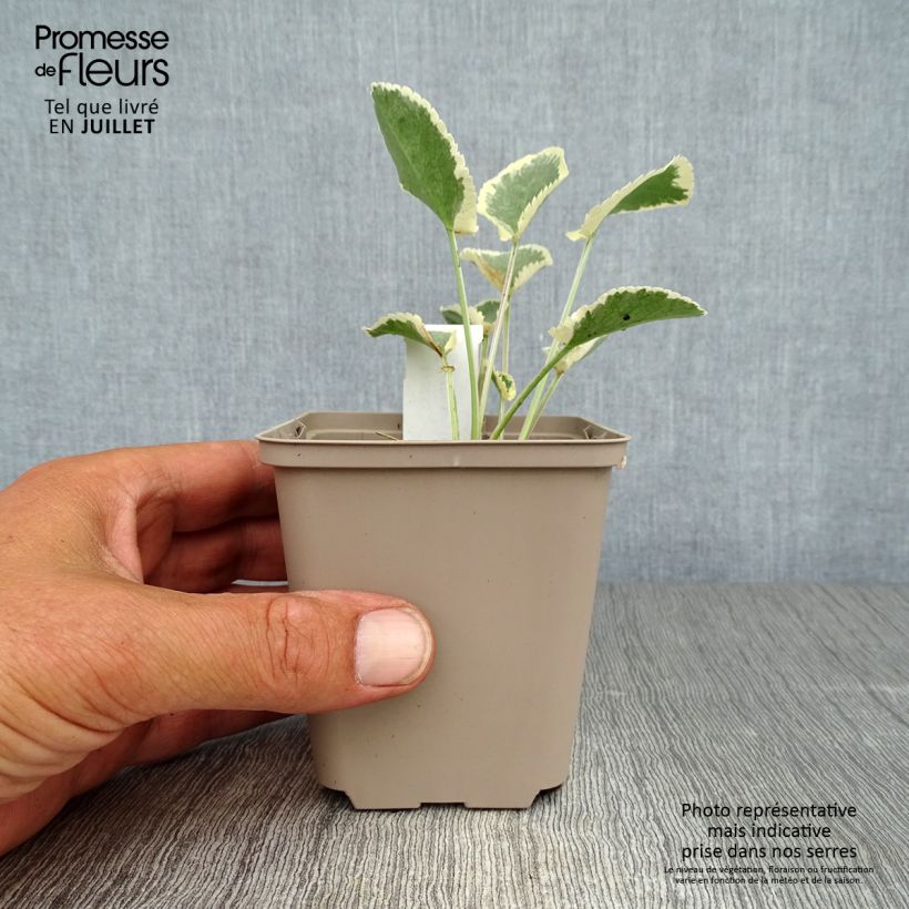 Esemplare di Eryngium planum Jade Frost Vasetto da 8/9 cm consegnato in estate