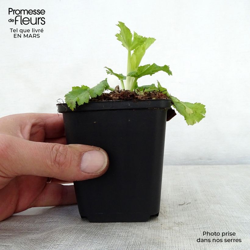 Eryngium planum Neptune's Gold Vasetto da 8/9 cm esemplare consegnato in primavera