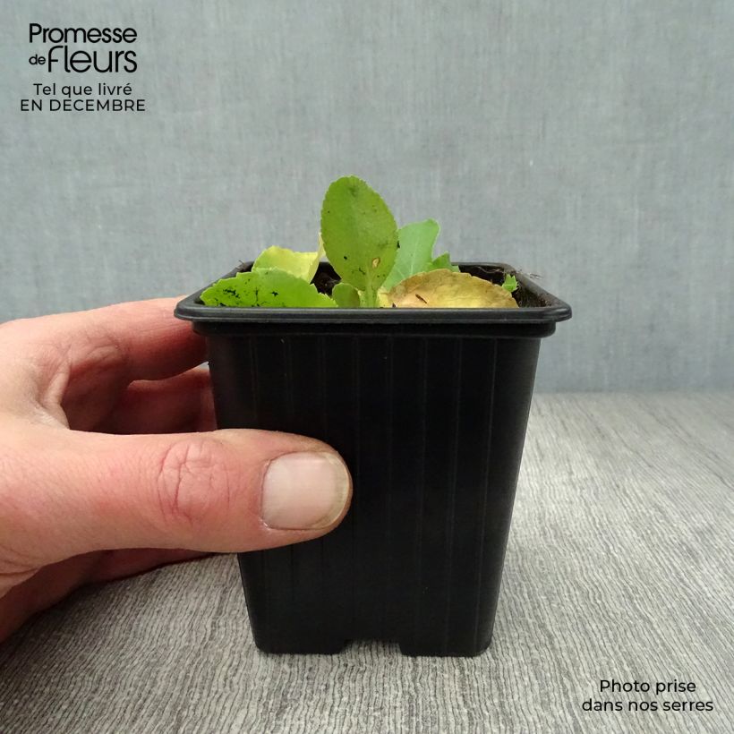 Eryngium planum Neptune's Gold Vasetto da 8/9 cm esemplare consegnato in inverno