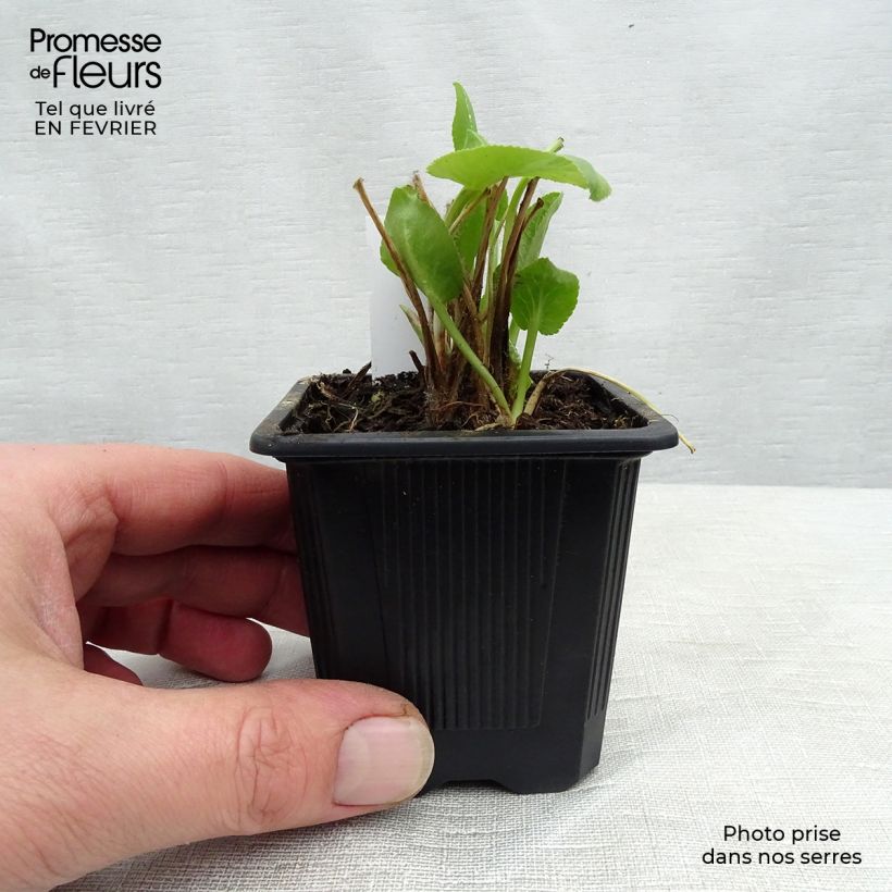 Eryngium planum Vasetto da 7/8 cm esemplare consegnato in inverno