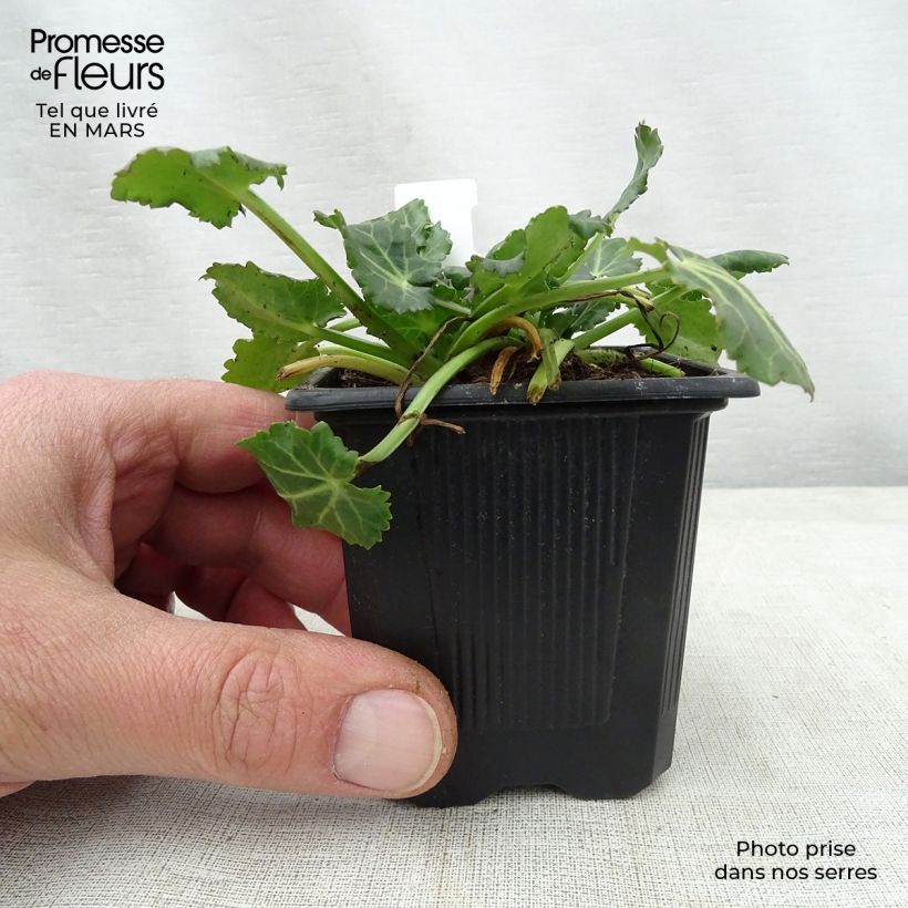 Eryngium variifolium Vasetto da 8/9 cm esemplare consegnato in primavera