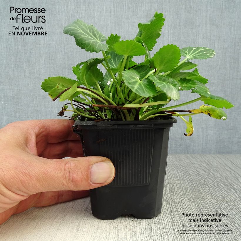 Esemplare di Eryngium variifolium Vasetto da 8/9 cm come consegnato in autunno