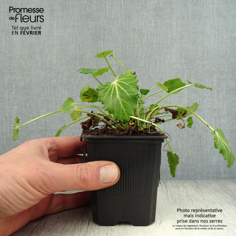 Eryngium variifolium Vasetto da 8/9 cm esemplare consegnato in inverno