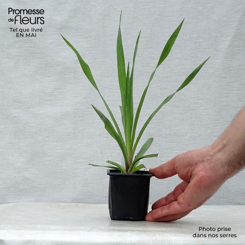 Eryngium yuccifolium Vasetto da 8/9 cm esemplare consegnato in primavera