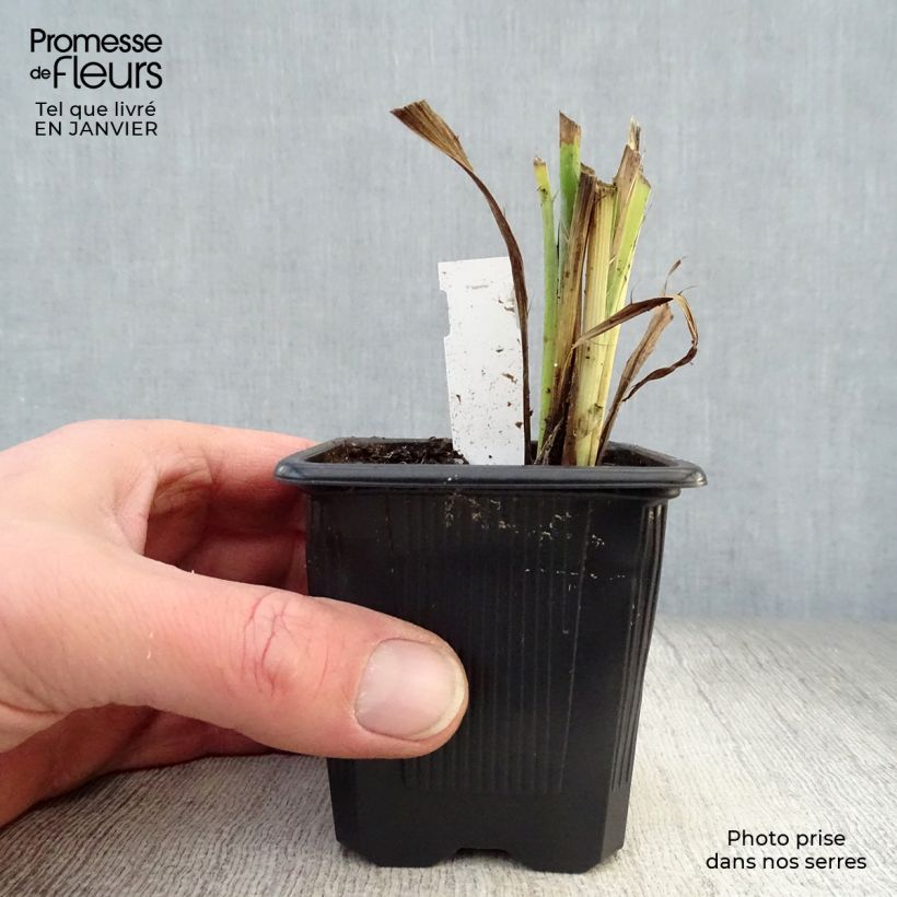 Eryngium yuccifolium Vasetto da 8/9 cm esemplare consegnato in inverno