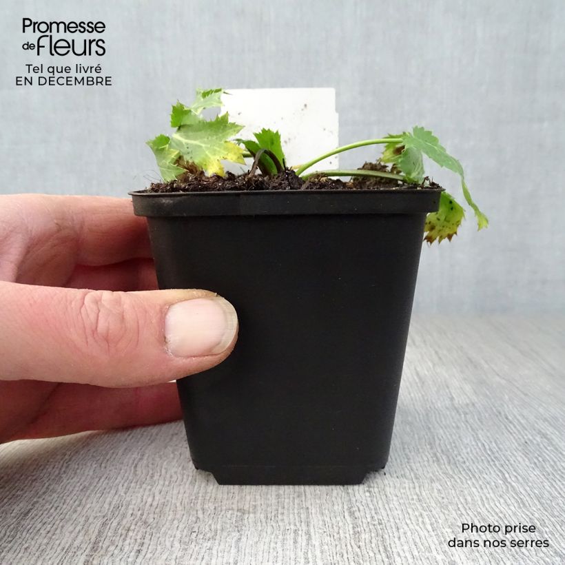 Eryngium zabelii Big Blue Vasetto da 8/9 cm esemplare consegnato in inverno