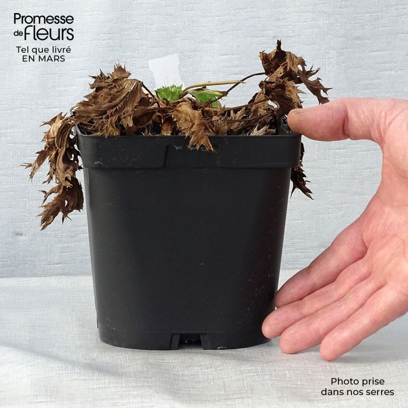 Eryngium zabelii Big Blue Vaso da 2L/3L esemplare consegnato in primavera