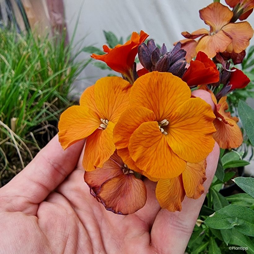Erysimum Colour Vibe Orange - Violaciocca (Fioritura)