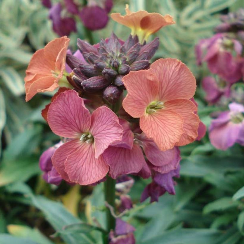 Erysimum Constant Cheer - Violaciocca (Fioritura)