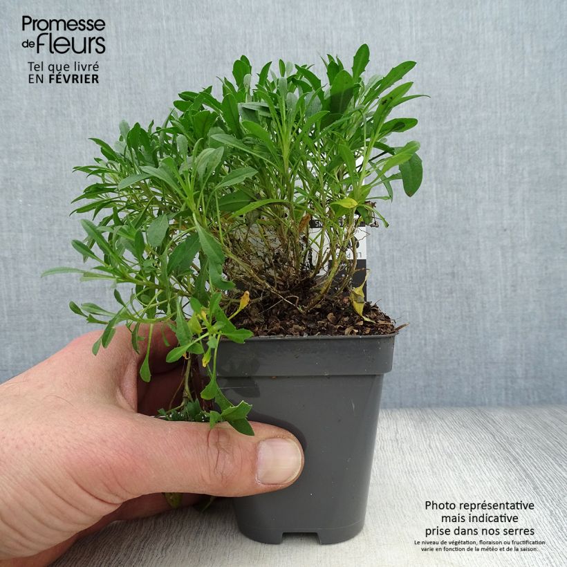 Erysimum Jubilee Gold - Violaciocca Vasetto da 8/9 cm esemplare consegnato in inverno