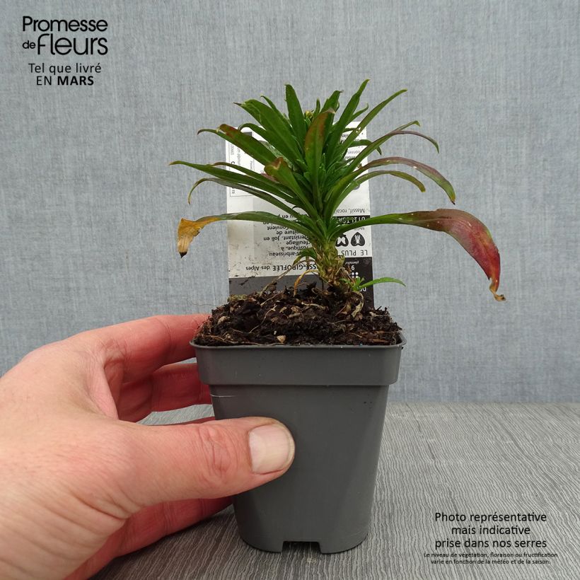 Erysimum alpinum Vasetto da 8/9 cm esemplare consegnato in inverno