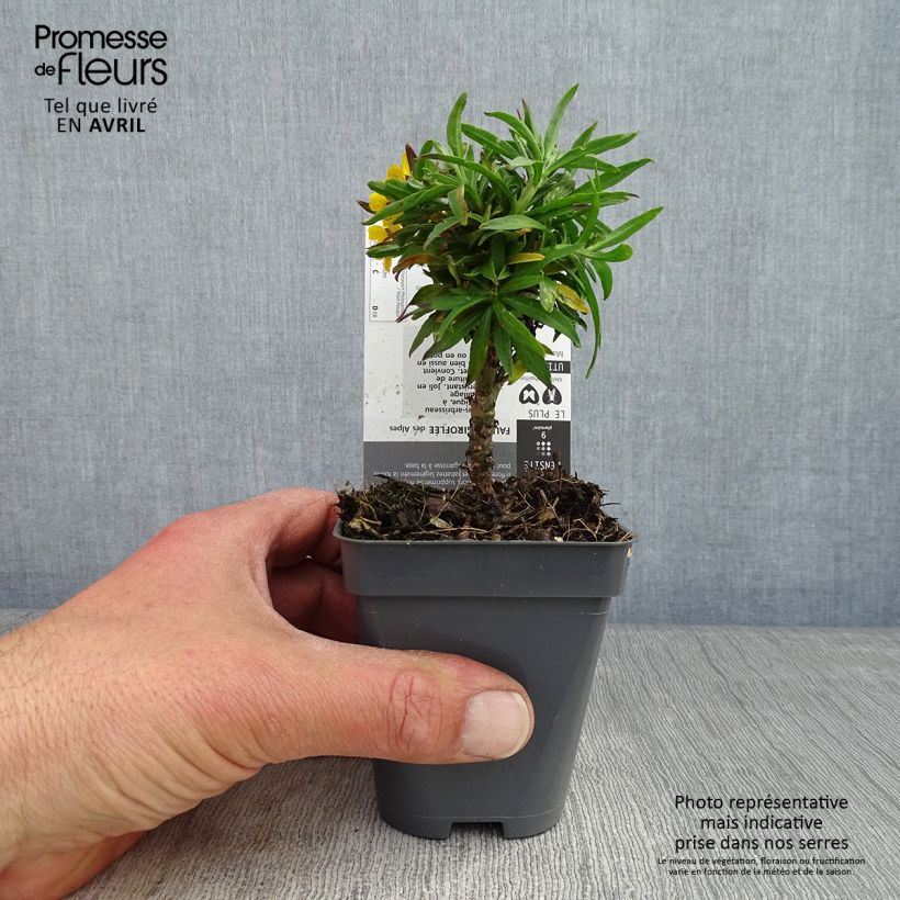 Erysimum alpinum Vasetto da 8/9 cm esemplare consegnato in primavera