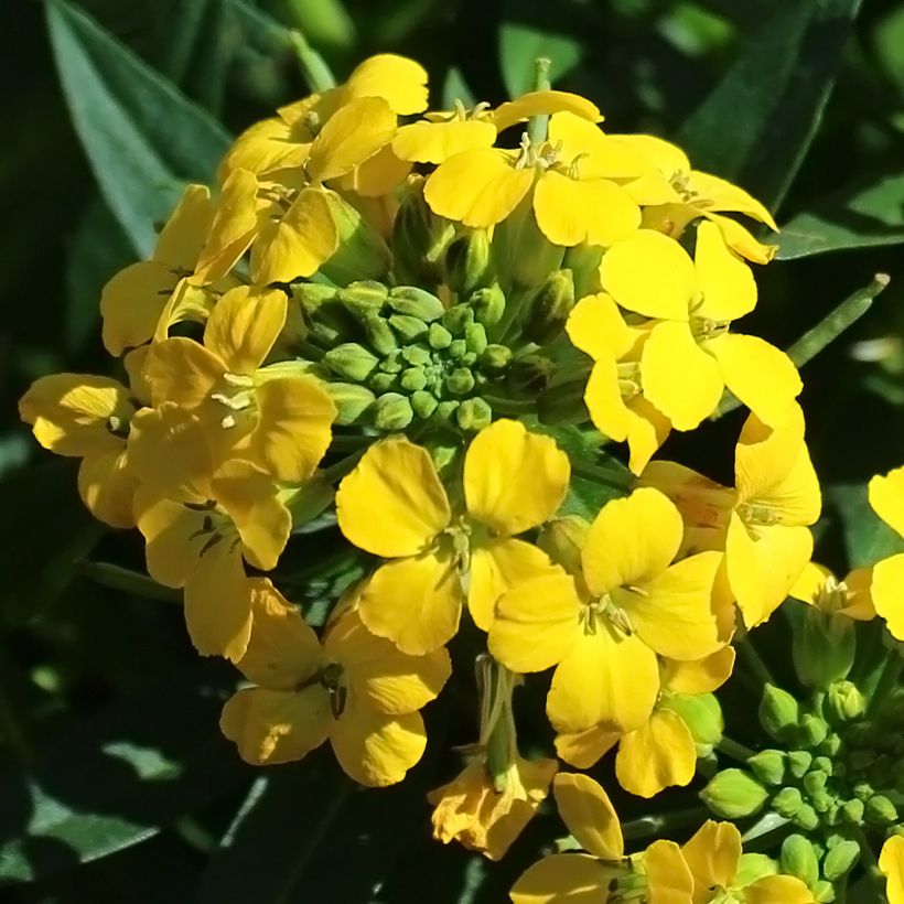 Erysimum alpinum (Fioritura)