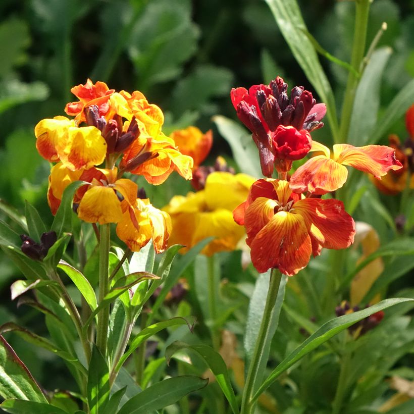 Erysimum - Violaciocca (Fioritura)