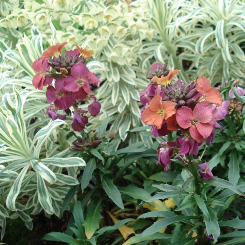 Erysimum Constant Cheer - Violaciocca (Porto)