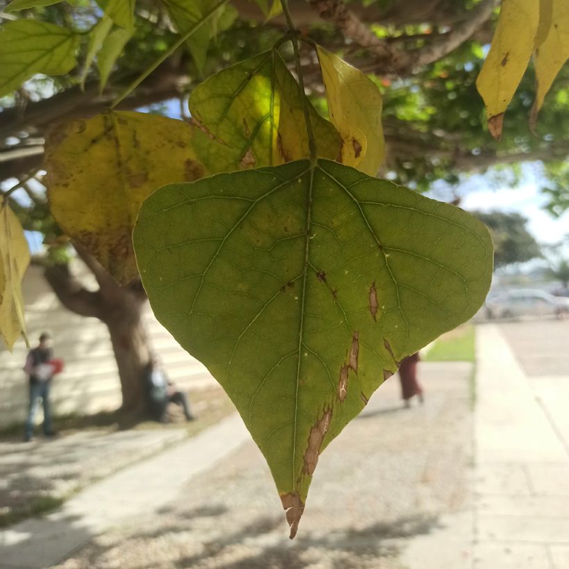 Erythrina caffra - Albero del corallo (Fogliame)