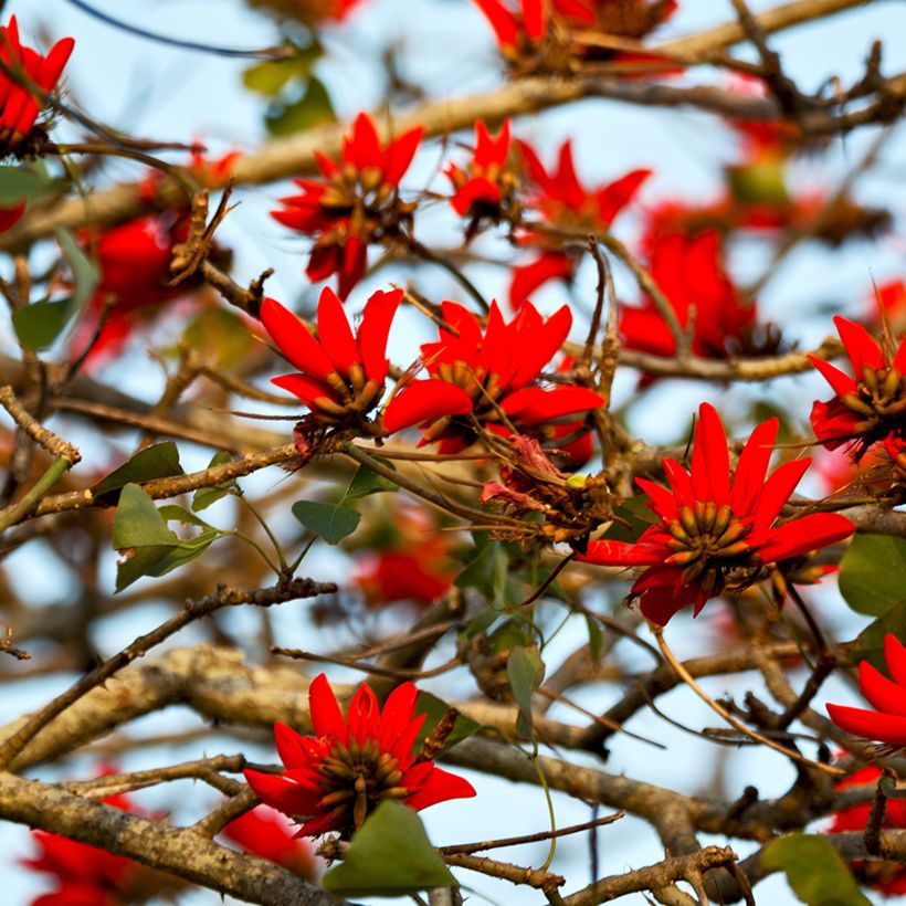Erythrina caffra - Albero del corallo (Fioritura)