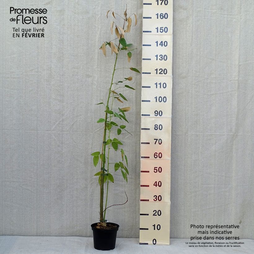 Esemplare di Erythrina crista-galli Vaso da 2L/3L come consegnato in autunno
