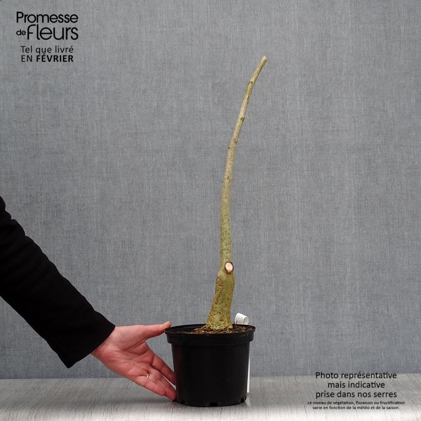 Erythrina crista-galli Vaso da 2L/3L esemplare consegnato in inverno