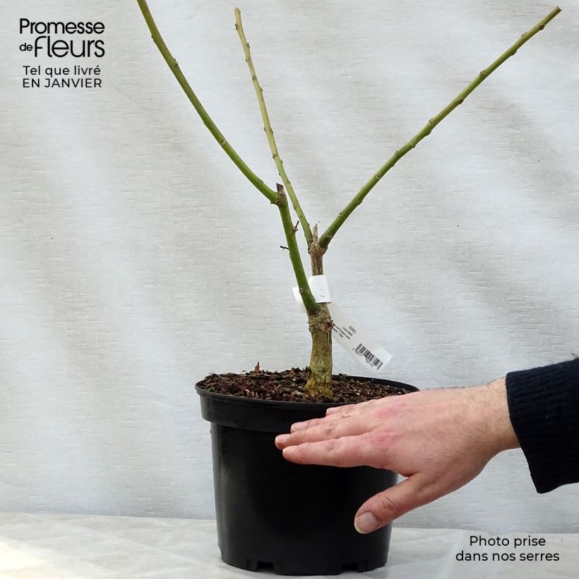 Erythrina crista-galli Compacta Vaso da 2L/3L esemplare consegnato in inverno