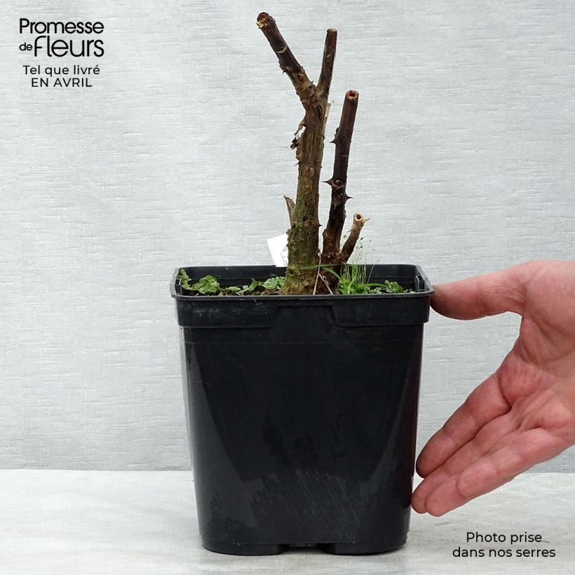 Erythrina crista-galli Compacta Vaso da 2L/3L esemplare consegnato in primavera