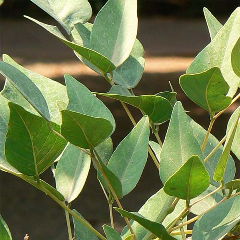 Erythrina bidwillii (Fogliame)