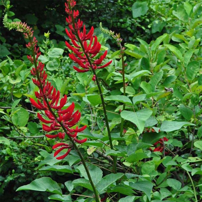 Erythrina bidwillii (Porto)