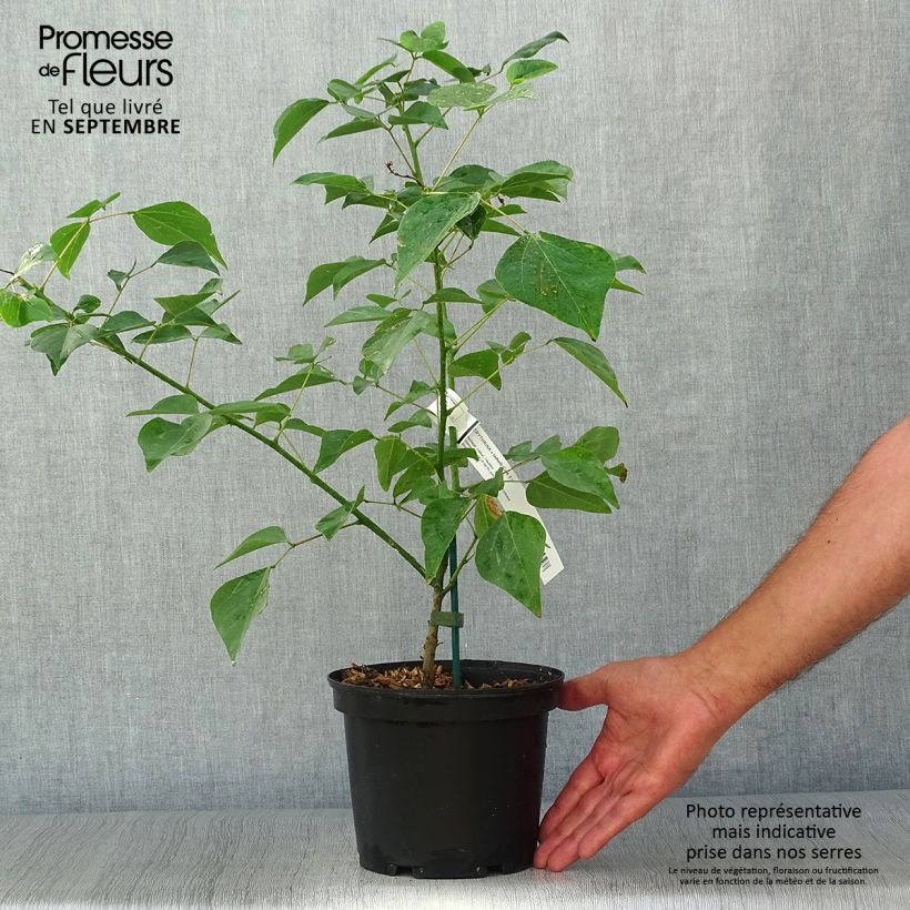 Esemplare di Erythrina bidwillii Vaso da 2L/3L come consegnato in autunno
