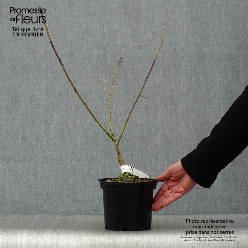 Erythrina bidwillii Vaso da 2L/3L esemplare consegnato in inverno