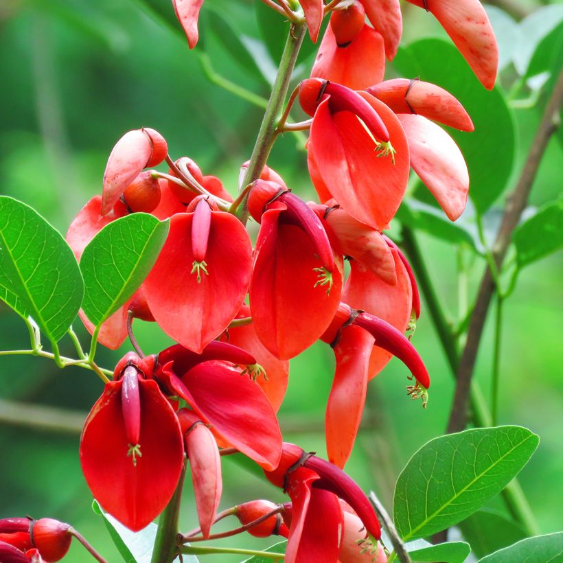 Erythrina crista-galli (semi) (Fioritura)