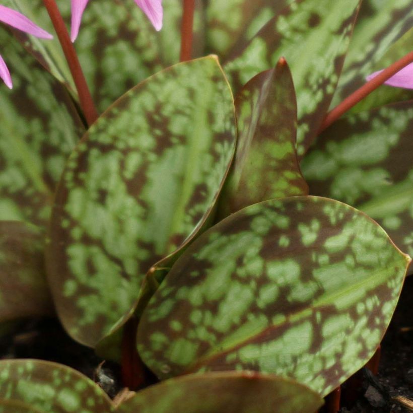 Erythronium dens canis Purple King - Dente di cane (Fogliame)
