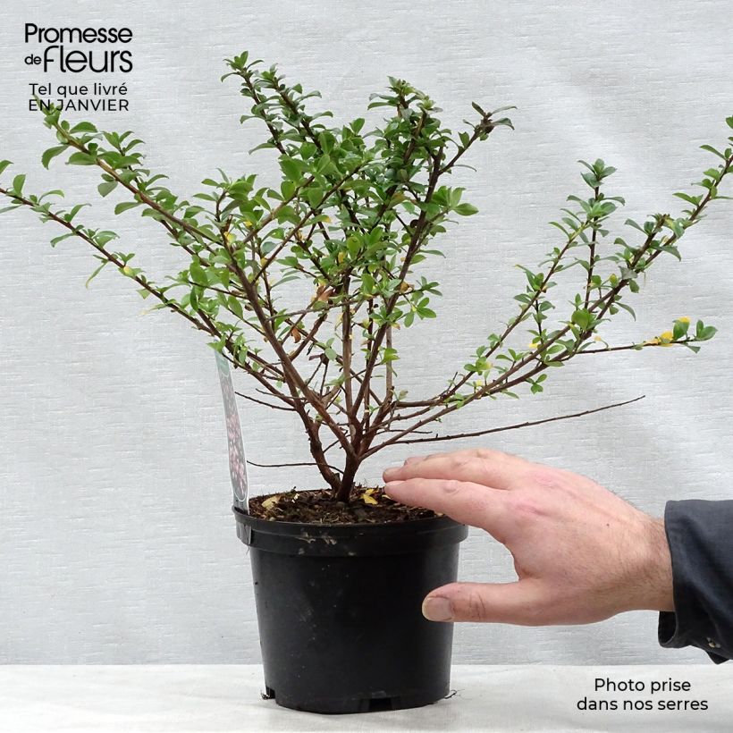 Escallonia Apple Blossom Vaso da 2L/3L esemplare consegnato in inverno