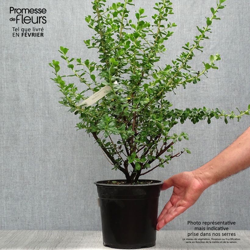 Esemplare di Escallonia Donard Radiance Vaso da 3L/4L come consegnato in autunno