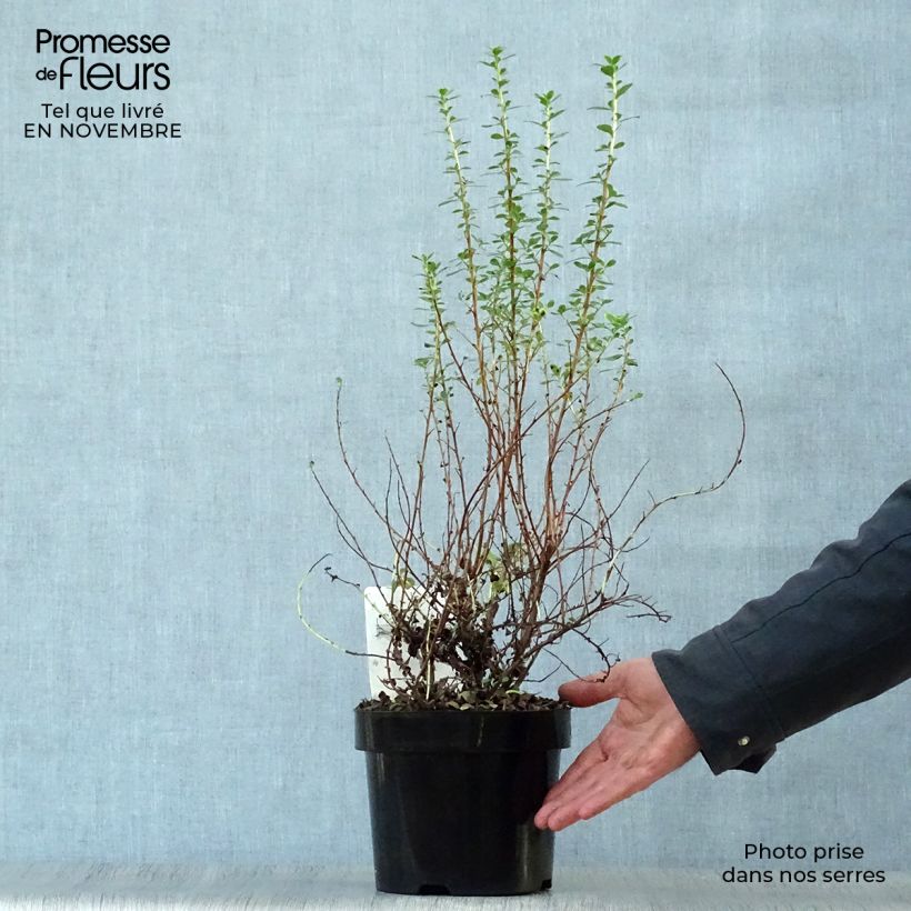 Esemplare di Escallonia Donard Seedling Vaso da 1L/1,5L come consegnato in autunno
