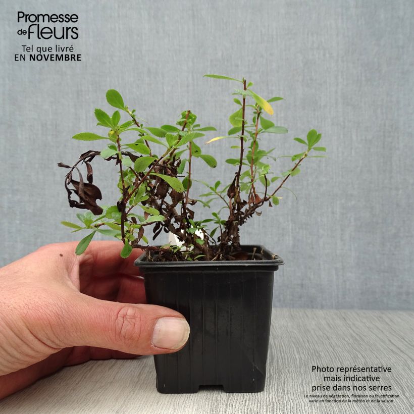 Esemplare di Escallonia Donard Seedling Vasetto da 8/9 cm come consegnato in autunno