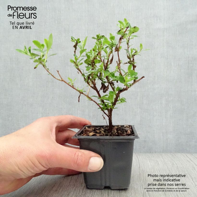 Escallonia Donard Seedling Vasetto da 8/9 cm esemplare consegnato in primavera