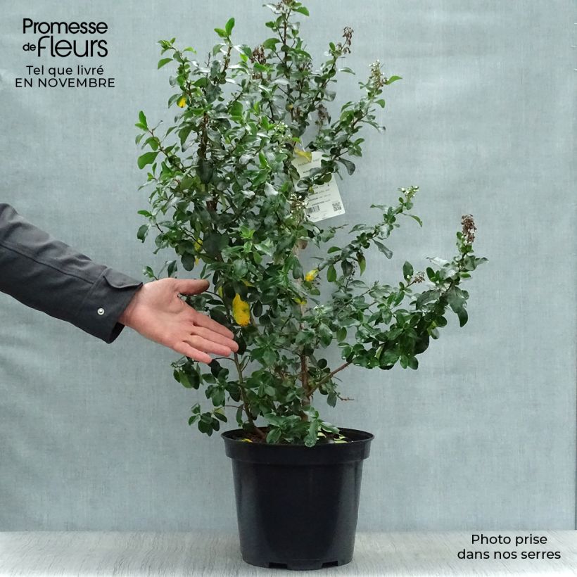 Esemplare di Escallonia Iveyi Vaso da 7,5L/10L come consegnato in autunno