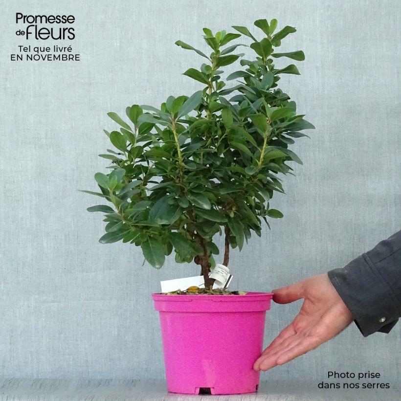 Esemplare di Escallonia laevis Pink Elle Lades Vaso da 2L/3L come consegnato in autunno